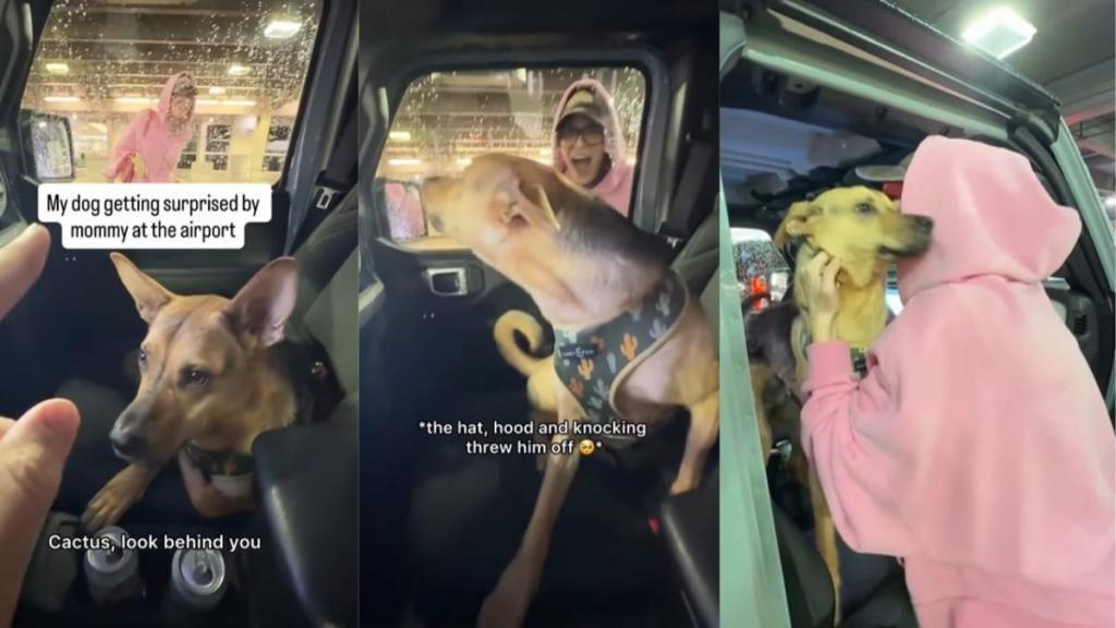 Video: Rescue Dog Gets Spooked by Mom, Then Has the Sweetest Reaction