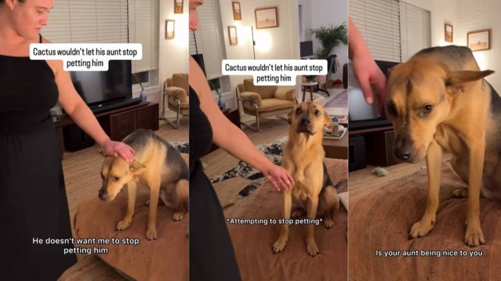 Rescue Pup Uses ‘Saddest’ Look to Guilt Aunt Into Petting Him Nonstop