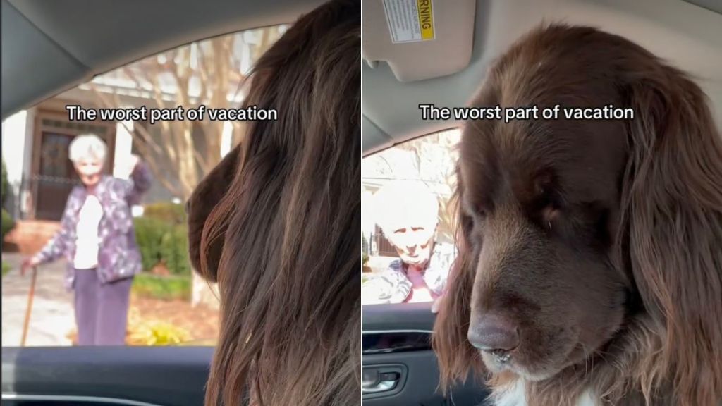 Video: Big Dog Doesn’t Want To Go on a Vacation Leaving Grandma Behind