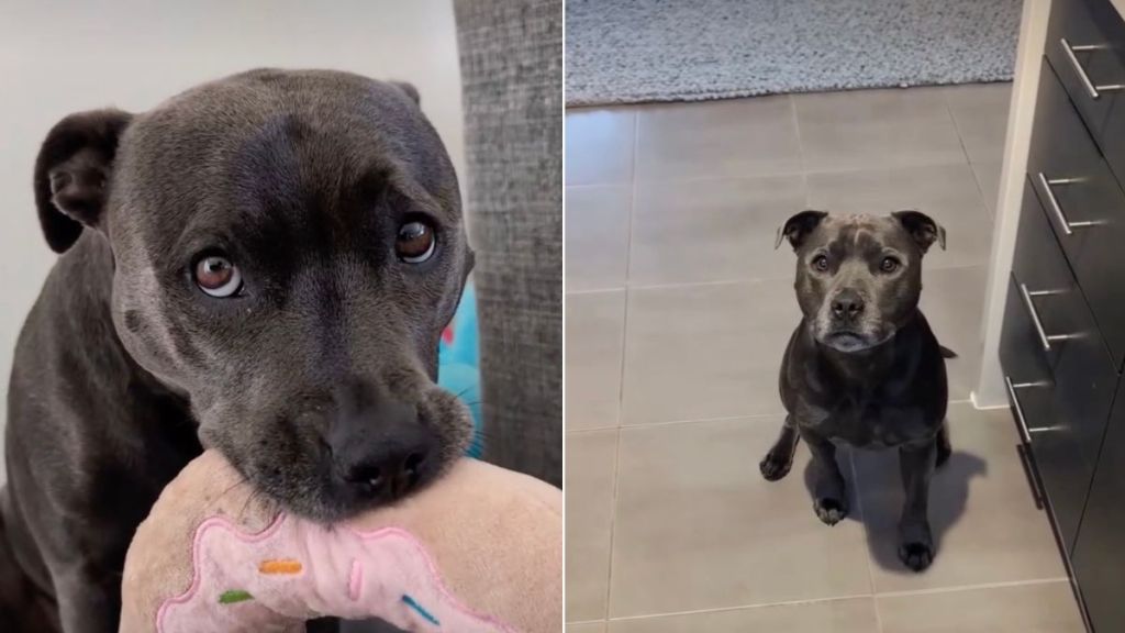 Staffy Has a Huge Toy Collection for a Heartwarming Reason