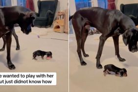 Giant Dog Wants To Play With Tiny Puppy, but Can’t Quite Figure Out How