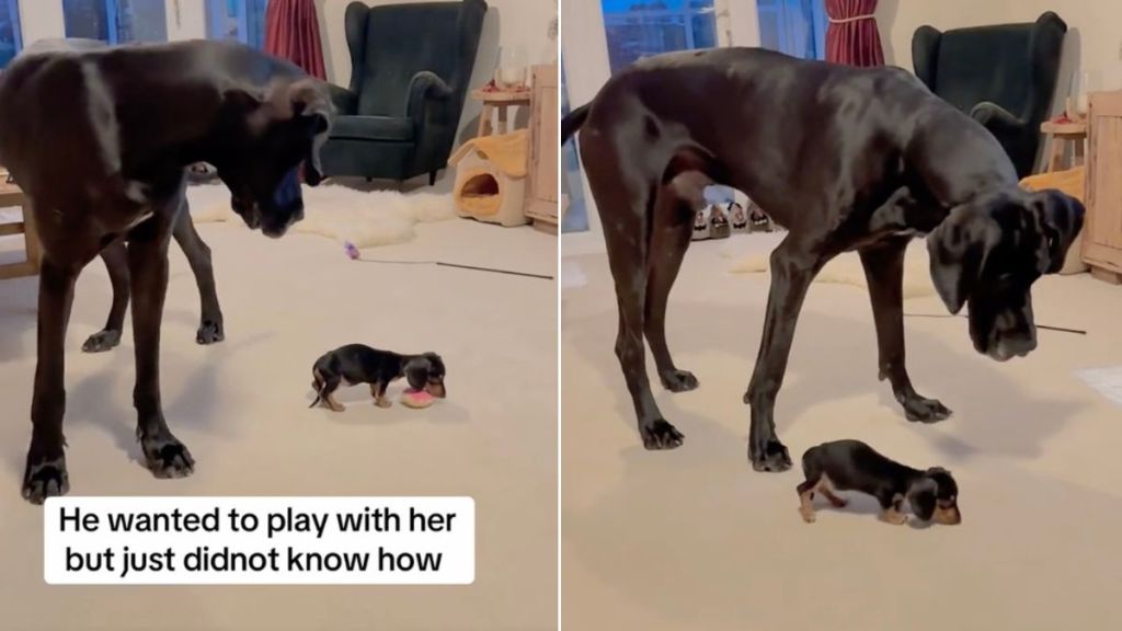 Giant Dog Wants To Play With Tiny Puppy, but Can’t Quite Figure Out How
