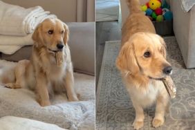 Video: Golden Retriever With Stick Makes Dad Chase After Her