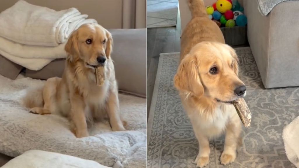 Video: Golden Retriever With Stick Makes Dad Chase After Her
