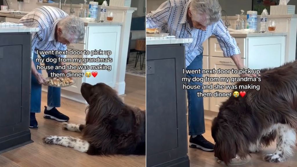 Owner Finds Dog Waiting for Grandma-Made Burgers in Viral Video