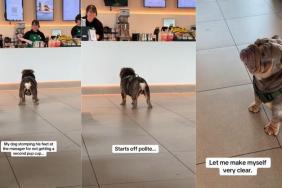 Dog Throws a Massive Tantrum After Being Denied a Second Pup Cup