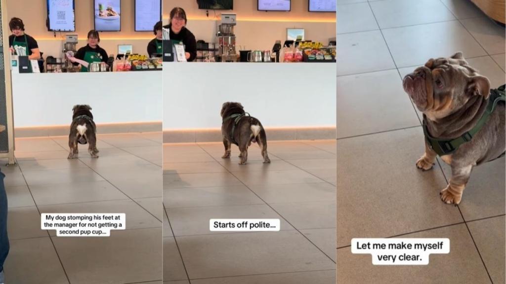 Dog Throws a Massive Tantrum After Being Denied a Second Pup Cup