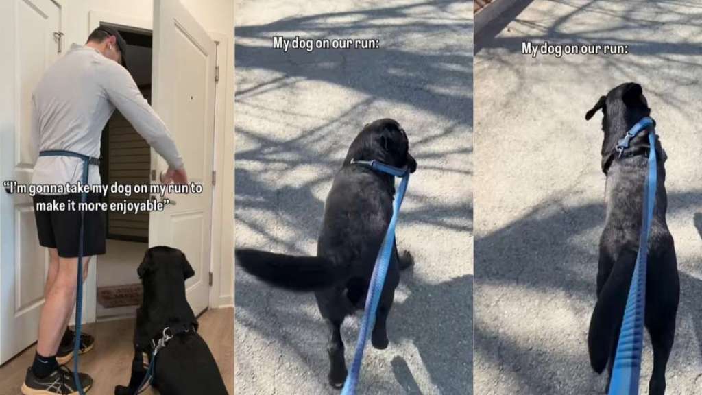 Dog Joins Dad’s Run To Make It Enjoyable, but Things Don’t Go as Planned