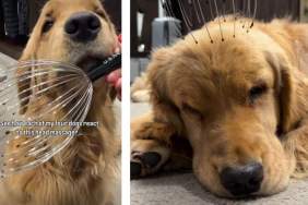 Four Dogs Have Different but Equally Adorable Reactions To Head Massager