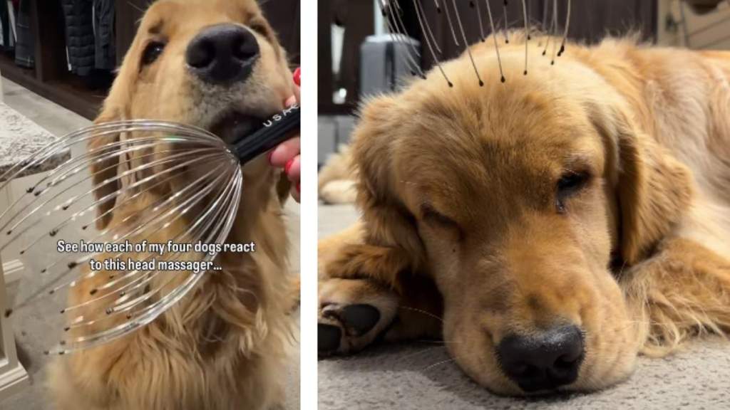 Four Dogs Have Different but Equally Adorable Reactions To Head Massager