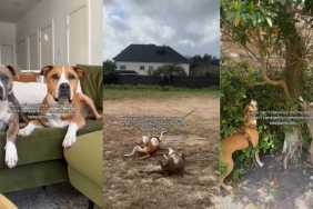 Video: Rescue Dogs Are Incredibly Well-Synchronized in Everything They Do