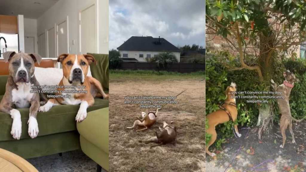 Video: Rescue Dogs Are Incredibly Well-Synchronized in Everything They Do