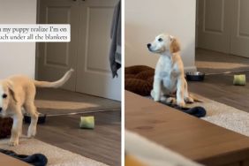 Video: Puppy Runs to Owner the Moment He Realizes Where She Is