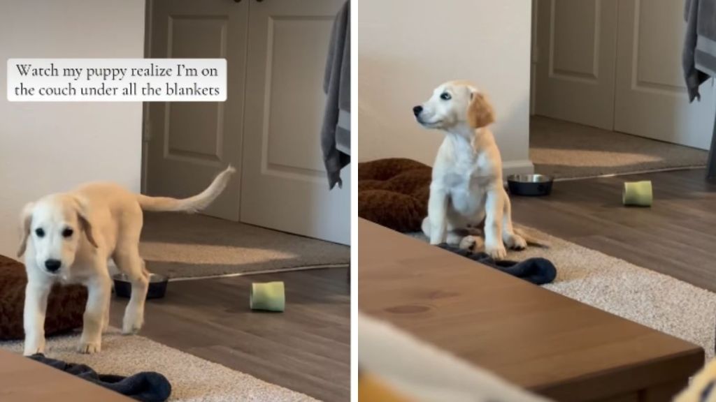 Video: Puppy Runs to Owner the Moment He Realizes Where She Is