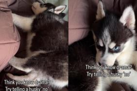 Video: Husky Puppy Reacts to Being Told ‘No'