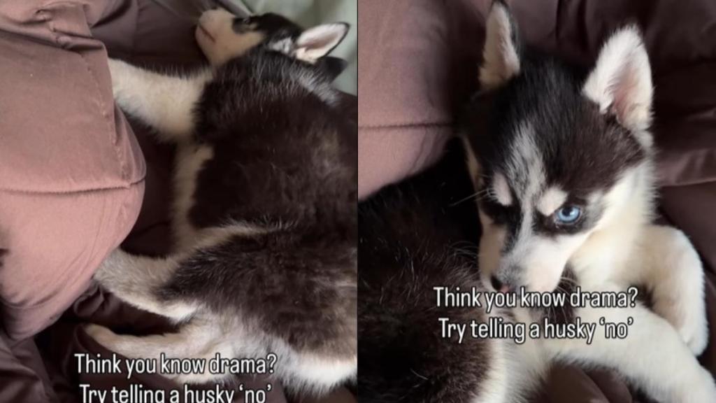 Video: Husky Puppy Reacts to Being Told ‘No'