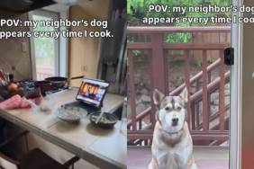 Dog Visits Neighbor Everytime They Cook in Hilarious Video