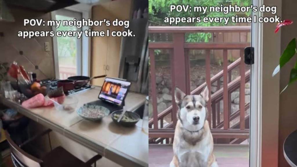 Dog Visits Neighbor Everytime They Cook in Hilarious Video