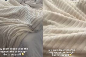 Video: Dog Ruins His Attempt to Hide Under Blanket by Doing This