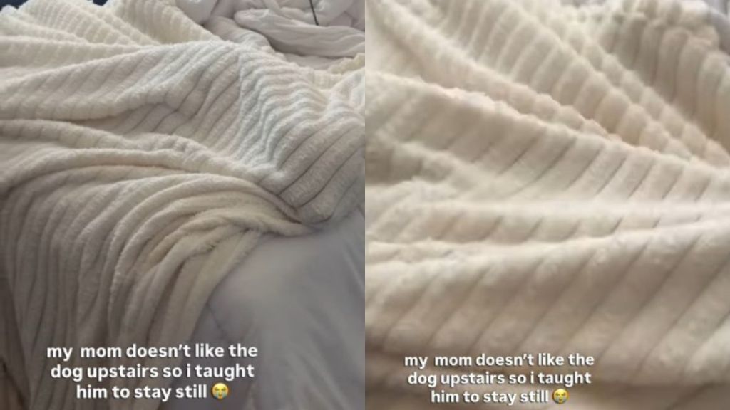 Video: Dog Ruins His Attempt to Hide Under Blanket by Doing This