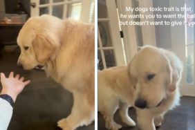 Golden Retriever Has a ‘Toxic Trait’ While Playing — Wait Till You See It