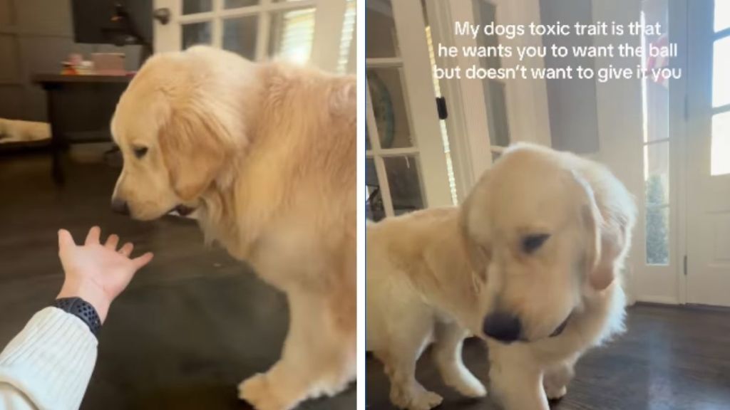 Golden Retriever Has a ‘Toxic Trait’ While Playing — Wait Till You See It