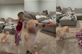 Little Girl Trains Golden Retriever Puppy Fun Tricks & How To Be Gentle