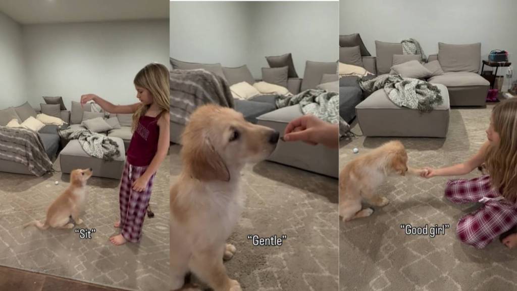 Little Girl Trains Golden Retriever Puppy Fun Tricks & How To Be Gentle
