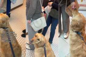 Video: Golden Retriever 'Manipulates' Stranger to Buy Him a Snack at a Store
