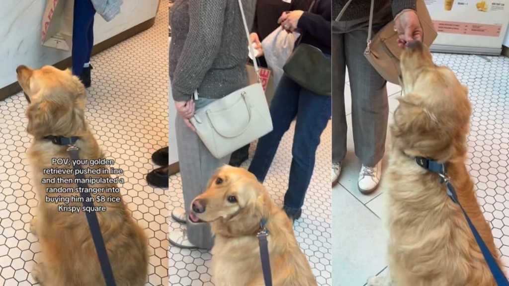 Video: Golden Retriever 'Manipulates' Stranger to Buy Him a Snack at a Store