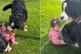 Video: Big Dogs Make Tiny Human Giggle as They Play in the Grass