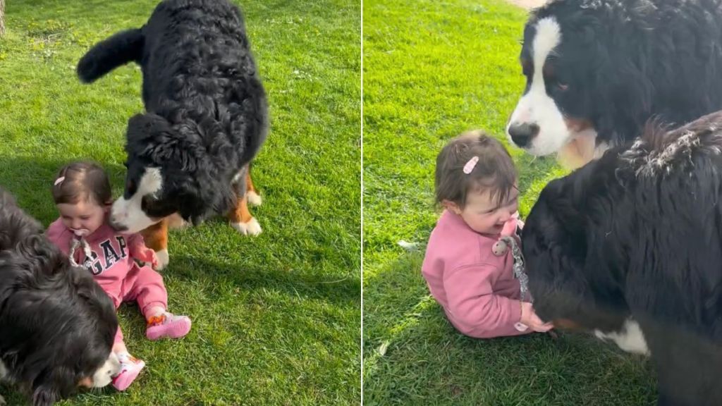 Video: Big Dogs Make Tiny Human Giggle as They Play in the Grass