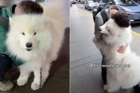 Dog Acts Totally Different When Dad Leaves vs. Comes Home