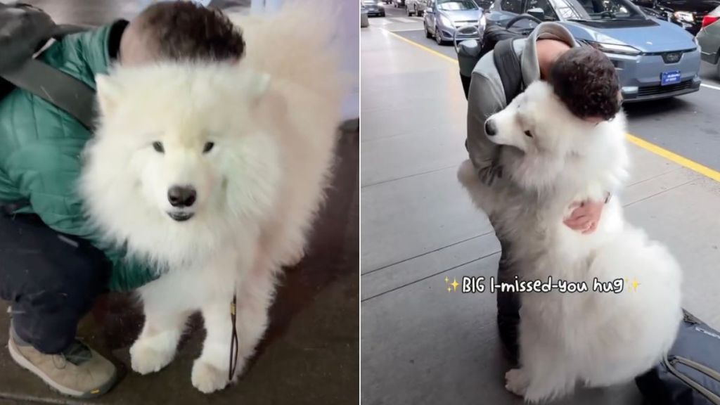 Dog Acts Totally Different When Dad Leaves vs. Comes Home