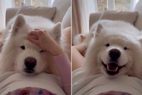 Samoyed’s Reaction To Feeling Baby’s Kick First Time Is Priceless