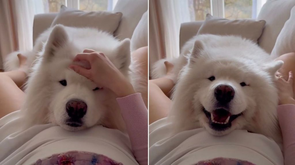 Samoyed’s Reaction To Feeling Baby’s Kick First Time Is Priceless