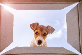 Dog Caught in the Act Stealing Steaks From the Doorstep After Delivery