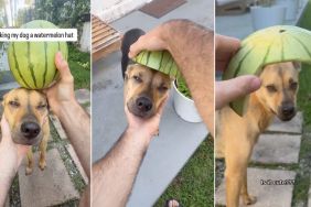 Rescue Dog Isn’t Thrilled About the Watermelon Helmet Dad Made for Him