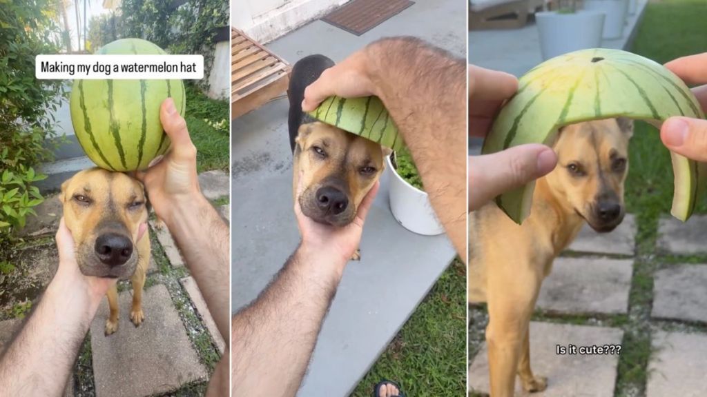 Rescue Dog Isn’t Thrilled About the Watermelon Helmet Dad Made for Him