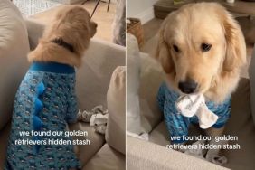 Video: Owners Find Golden Retriever’s ‘Hidden Stash'