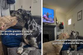 Video of Giant Dogs Playing When They Are Exhausted Is Hilarious