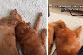 Golden Retriever Comforts Her Brother Crying in His Sleep