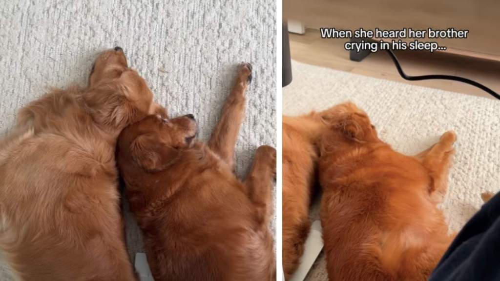 Golden Retriever Comforts Her Brother Crying in His Sleep