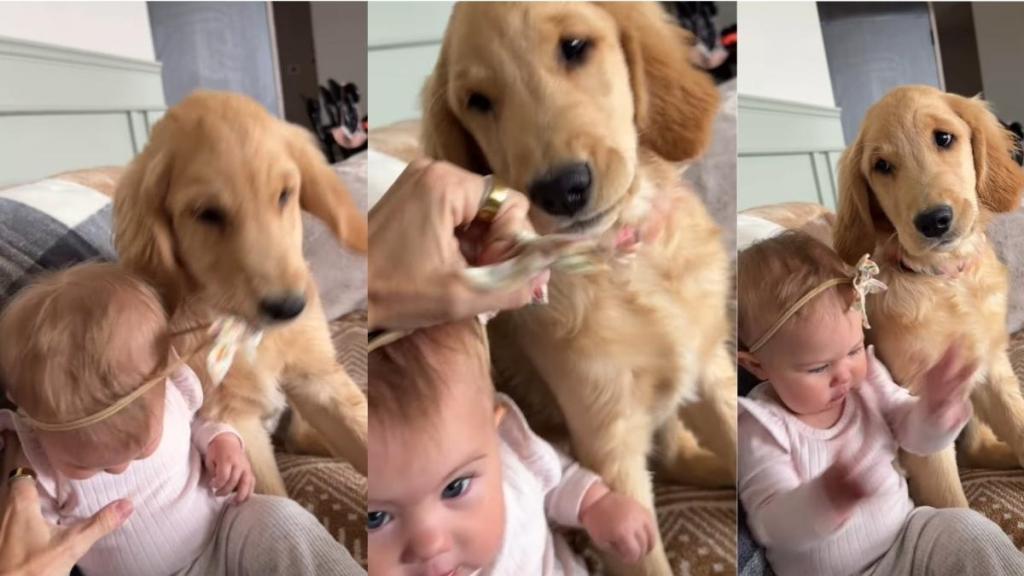 Puppy Tries To Steal Little Girl’s Bow, But Listens When Mom Says No