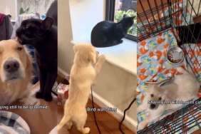 This Golden Retriever Learned a Lot From a Cat That Raised Her