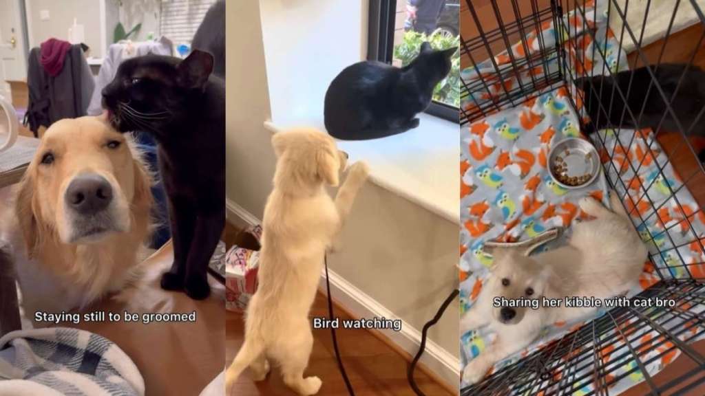 This Golden Retriever Learned a Lot From a Cat That Raised Her