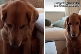 Golden Retriever Goes Puppy Eyed After Not Getting Last Piece of Banana