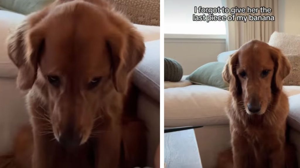 Golden Retriever Goes Puppy Eyed After Not Getting Last Piece of Banana