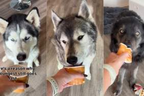 Youngest Dog Sibling Never Learns & Goes Straight for the Ice Cream Cup