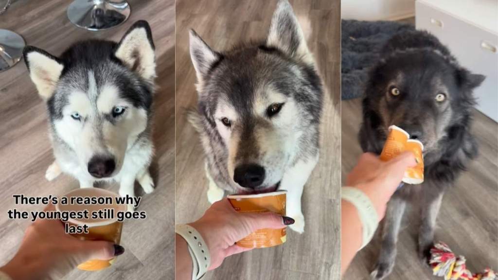 Youngest Dog Sibling Never Learns & Goes Straight for the Ice Cream Cup